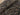 Chocolate Tiger Print Viscose Crepe